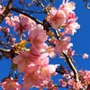 カワズザクラ（河津桜）の花