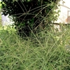 イネ科植物とホソハリカメムシ