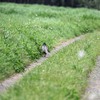 キジのバタバタ