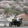 吉野山　桜　一目千本　奈良県　吉野郡吉野町