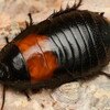 ムネアカオオゴキブリ