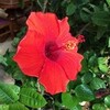 「伝統の森」再訪