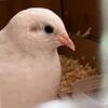 ヒメウズラ隊　部屋の衣替え  #ヒメウズラ