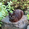 黒猫が縁起がいい理由(ФωФ)