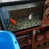 食べ過ぎて季節の変わり目にエラ病