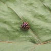 キンランハエトリグモ Irura bidenticulata 繁殖