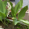 スズラン開花
