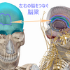 カラダのなかの左右にわかれた臓腑を直結する機能を秘めたものには、相当の力が宿っていることも、ある！！　^-^