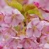 河津桜が見頃です♪