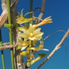 Dendrobium floresianum