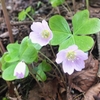 日光白根山の花々