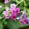 初秋の野の花散歩