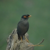 Bank Myna ハイイロハッカ（インドの鳥その56）