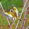 庭先の野鳥