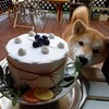 柴犬きなこ6才の誕生日🎂！ケーキスタンドはもういらない？