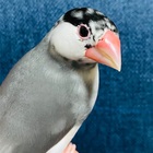 文鳥さんの食べれるものリストand試してみるリスト その２ ココミル 文鳥と過ごす日々