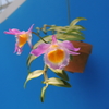 Dendrobium loddigesii 斑入り