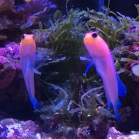海水アクアリウム 小型水槽で海水魚を餌付けする イエローヘッドジョーフィッシュの場合 動画あり 千日太郎のアクアライフ