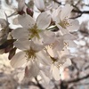 隅田川テラスでお花見！桜が咲いていました