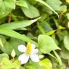 季節の花～ドクダミの性質・ローションの作り方～