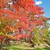 【紅葉情報】陣屋の杜公園（11月5日）