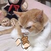 猫写真(動画)♯353