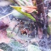 クサグモ、それともコグサグモ