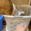 奇想天外な場所に入り込んでくる猫の習性