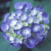 ６月誕生花 カテゴリーの記事一覧 誕生花写真365カレンダー 01年日本初登場