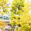 JR根岸線　プラタナス