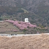 松田の西平畑公園 河津桜