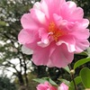 サザンカと椿の花  2018 其の３