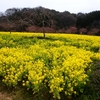 広島県世羅郡世羅町にある世羅高原農場の花々 ③