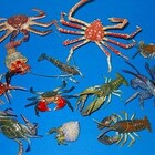 原色甲殻類エビ・カニ図鑑Ⅰ - Ordinary Days