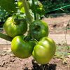 6月の庭、あじさいの花と夏野菜の生長