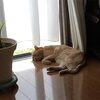 飼い猫トムさん重篤・・・・リンパ腫（ガン）疑いの診断が！（大泣）