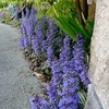 チュー祭りの終焉　表の花壇