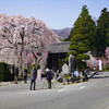 光前寺の枝垂れ桜
