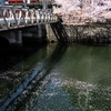 京急　初黄地区の桜