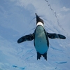 【サンシャイン水族館】ビルの上に佇む天空のオアシス