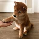 shiba147’s blog