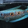 ブラックアロワナの飼育法 混泳 餌 最大サイズ 適切な水槽サイズ等 ａｂｙの熱帯魚図鑑