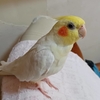 オカメインコルチノー7さい可愛くて癒されます(#^.^#)