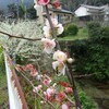 春のお彼岸（お中日）