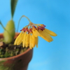 Bulbophyllum retusiusculum   と　skeatianum　比較