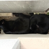 朝の黒猫ダブルの避暑