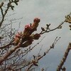 桜フェア