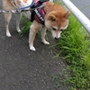 ６月のスタート、だよ