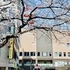 ＪＲ赤羽線・板橋駅から　桜をめぐって　ＪＲ山手線・巣鴨駅へ