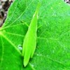 雨上がりおんぶバッタの御到来